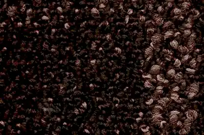 samur disovery 1502 akustik karo halı